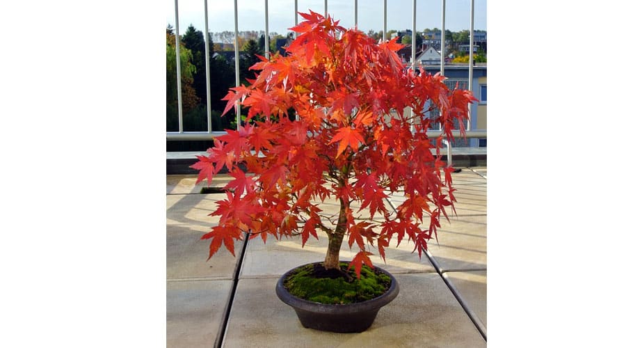 Acero giapponese bonsai