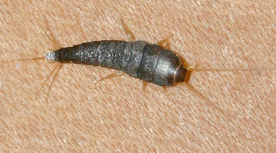 Conoscere il pesciolino d'argento